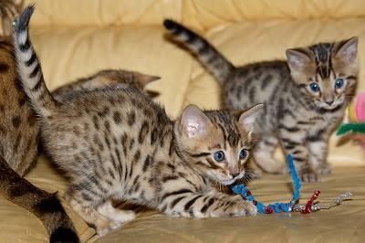 2 Magnifiques chatons Bengal male et femelle adopter