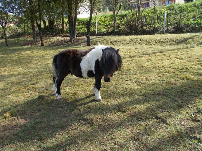 Poney shetland