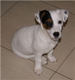  magnifique chiot type jack russel