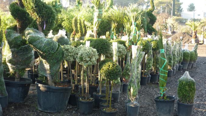 Lot d'arbre fruitier, olivier ,photinia.