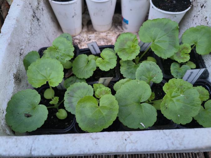 Les plants de freddy