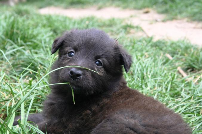 Chiots bergers hollandais à poil long L.O.F.
