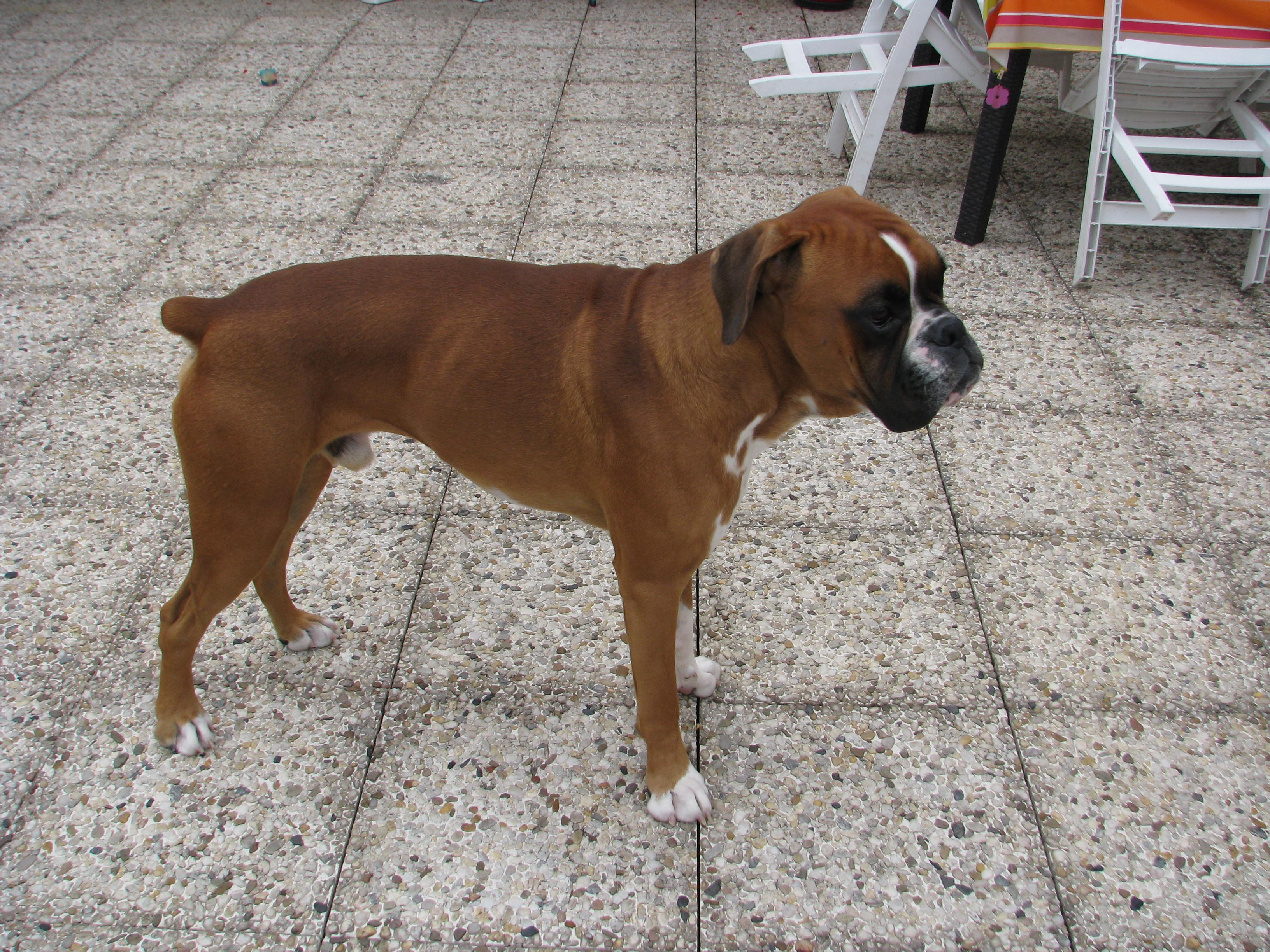 Gaspard, Boxer L.O.F. non confirmé pour saillie 