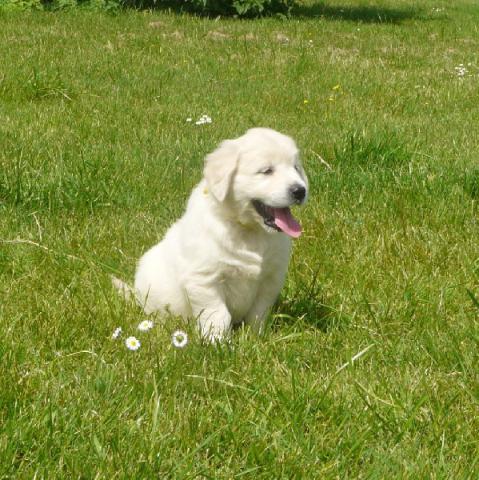 Jolie chiot golden retriever