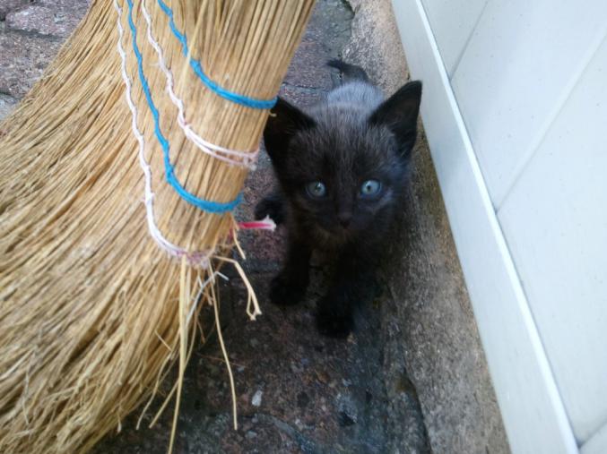 Chatons trouvés à donner