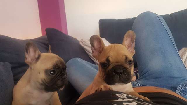 Bouledogue français