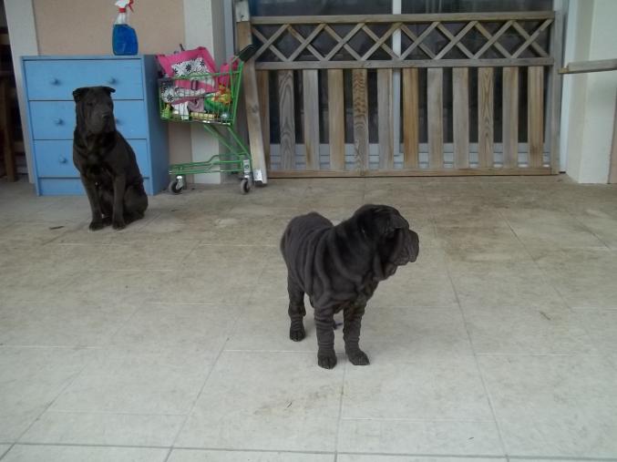 3 chiots type SHARPEI:femelles noire,grise,fauve