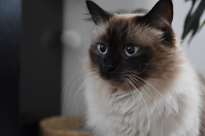 La Patounette by Ben - Services de pet sitting 