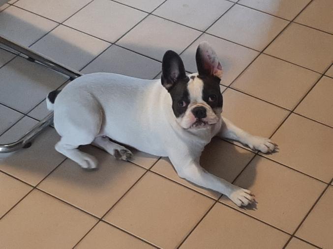 Garde chien chat et nac 