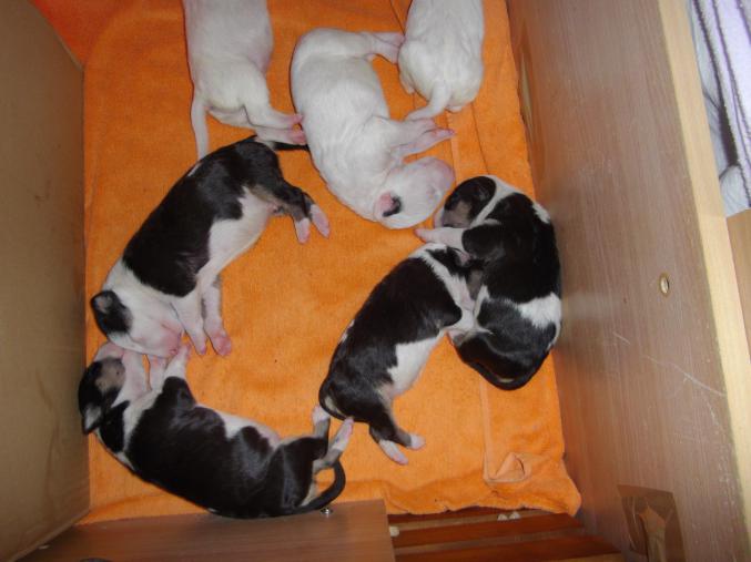 Chiots bull terrier LOF à reserver