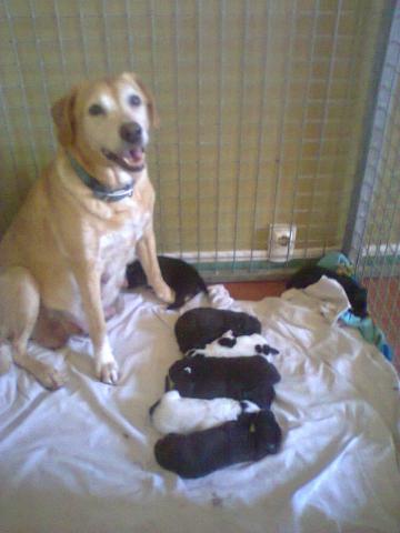 Chiot type labrador croiser st bernard 