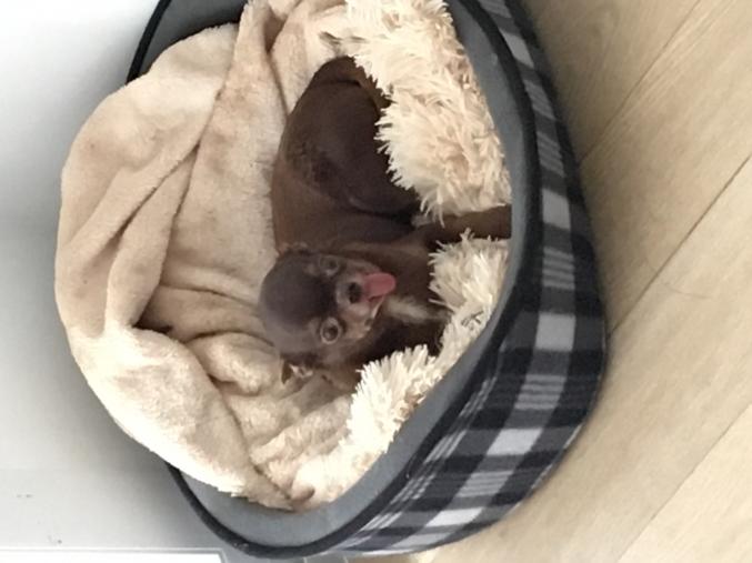 Chien type chihuahua 