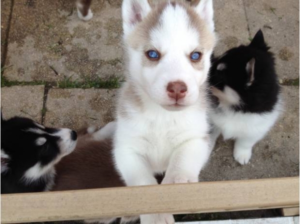 A réserver Chiots type Husky de siberien