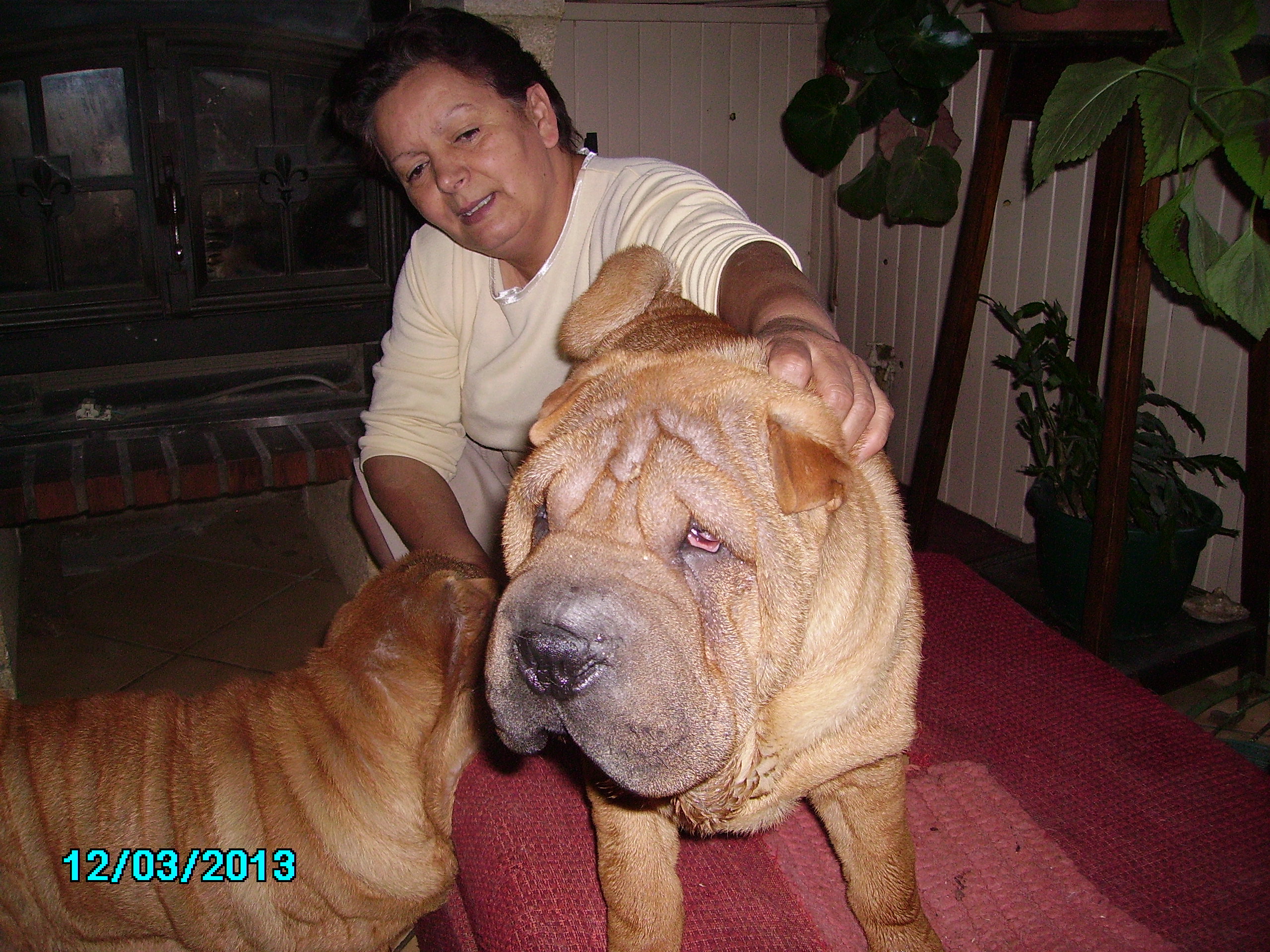 Chien sharpei