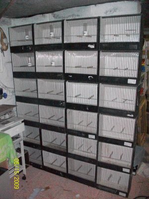 Cage concours oiseaux