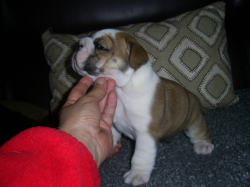 Femelle bouledogue anglais lof