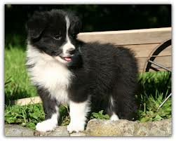 Magnifiques chiots type border collie