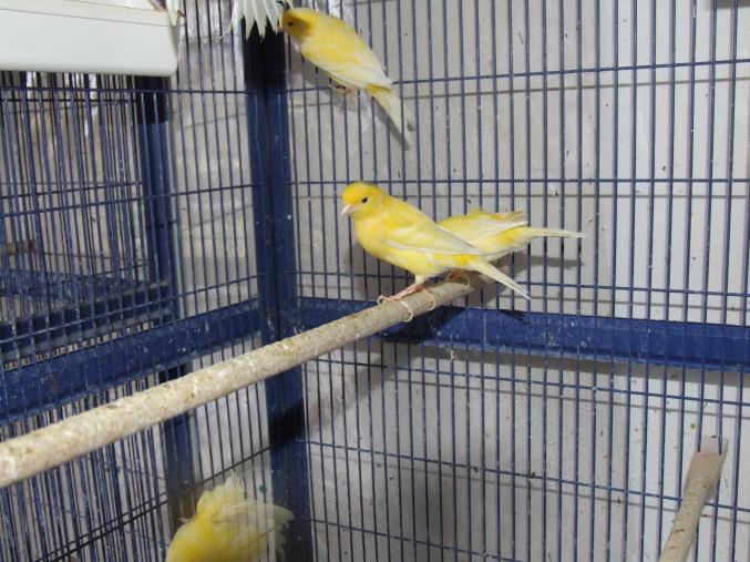 Canaris de chant harz