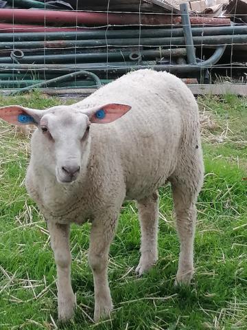 3 agneaux males de 3 mois et demi 