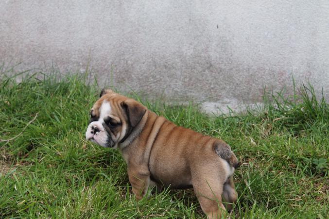 Chiots bulldog anglais