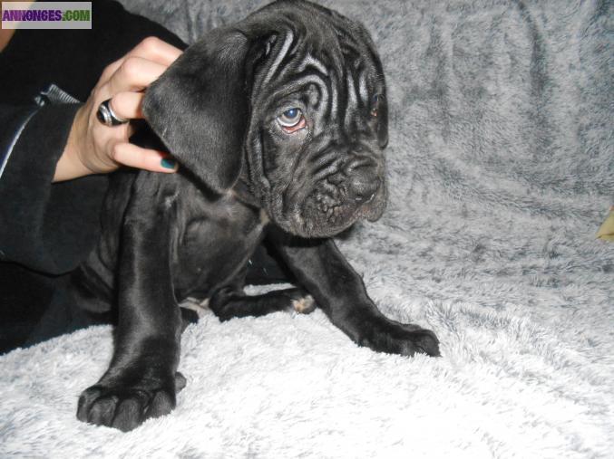 Chiots  matin de naples non lof