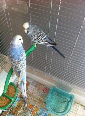 Couple perruche ondulée