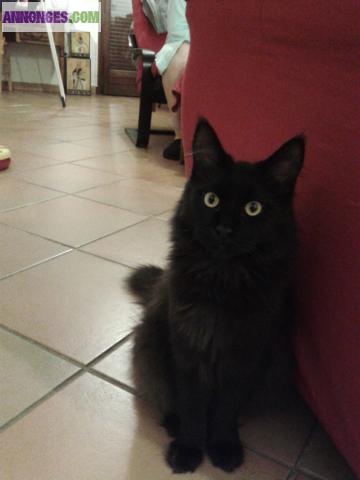 Chat Maine Coon