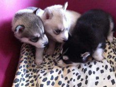 7 chiots type husky non lof