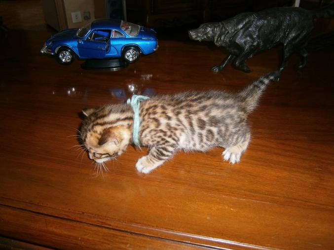 Chatons bengal males et femelle