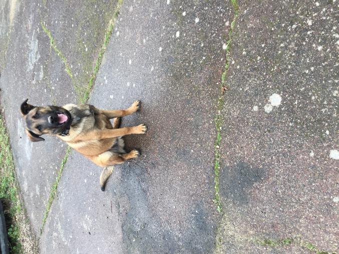 Vend chiot male berger belge malinois LOF