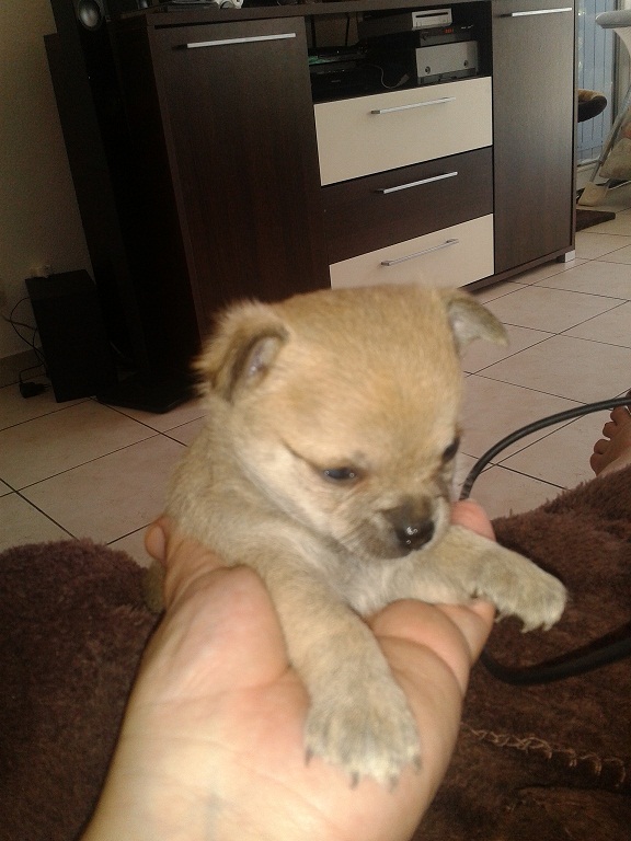 Bébé type chihuahua femelle