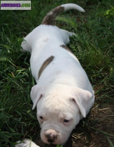 Bouledogue americain
