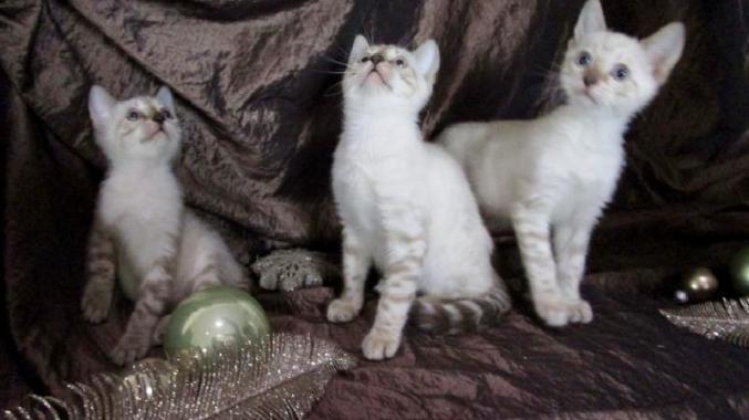 Adorable chaton bengale LOOF