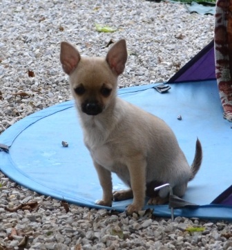 Bébés Chihuahuas LOF Pc