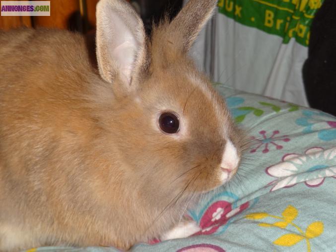 Bébé lapin nain male