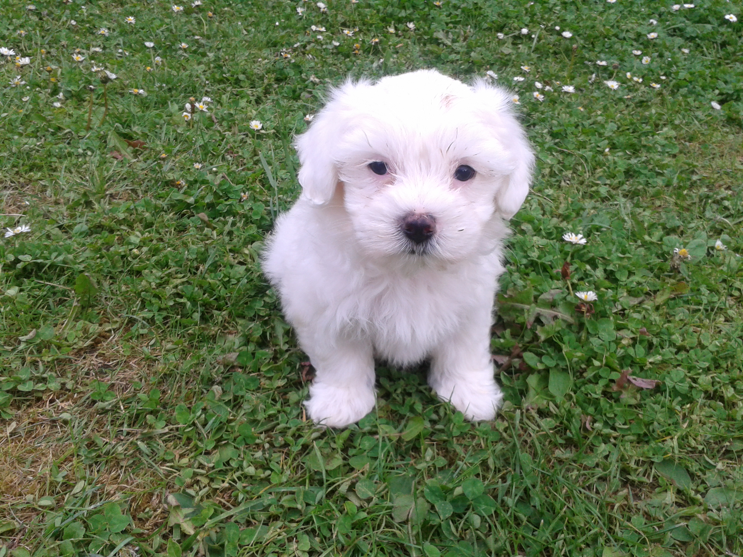 Chiot bichon