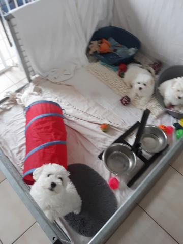 Coton de Tulear LOF recherche nouvelle famille 