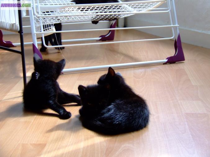 Chatons noirs type Européen