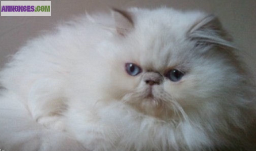 Chatons persans lilac point loof