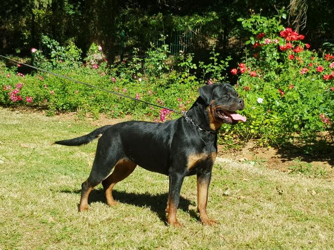 A réservé chiot rottweiler lof