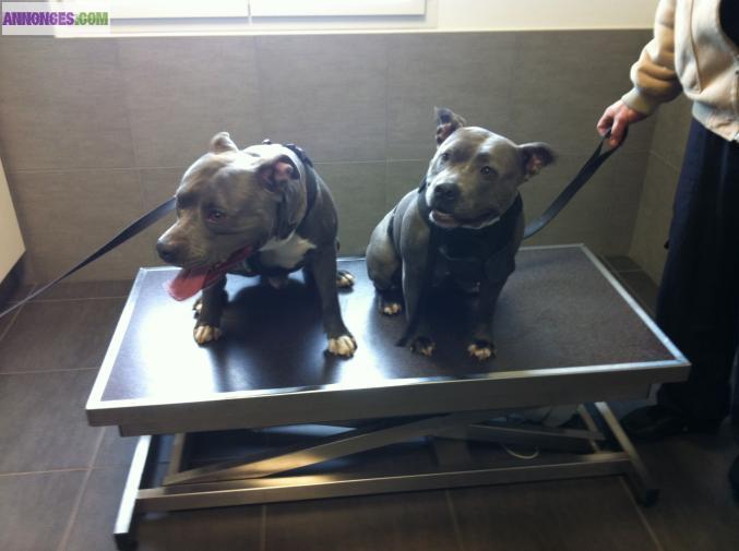 Americain staff au LOF