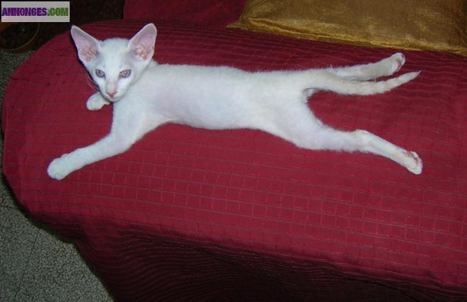 SPHYNX PETERBALD chaton mâle disponible (:Siamois/Oriental nu,velours,brush)