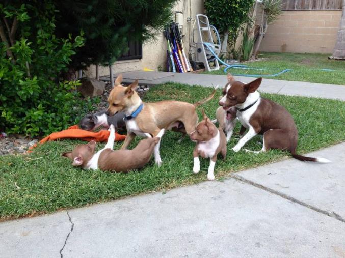 Magnifiques chiots Chihuahuas