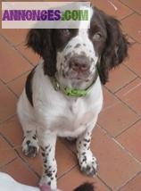 à vendre 2 chiots femelles English Springer Spaniel LOF Pure race