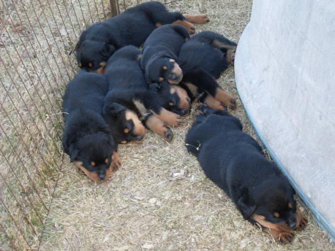 Chiots rottweiler au lof