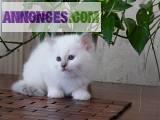 Chatons sacrés de birmanie non loof,