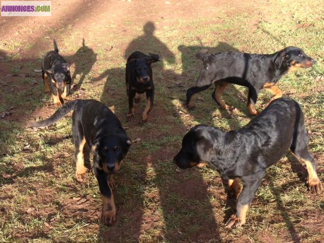5 CHIOTS BEAUCERONS non LOF