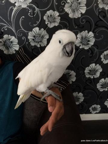 Trés beaux perroquet cacatoes corella