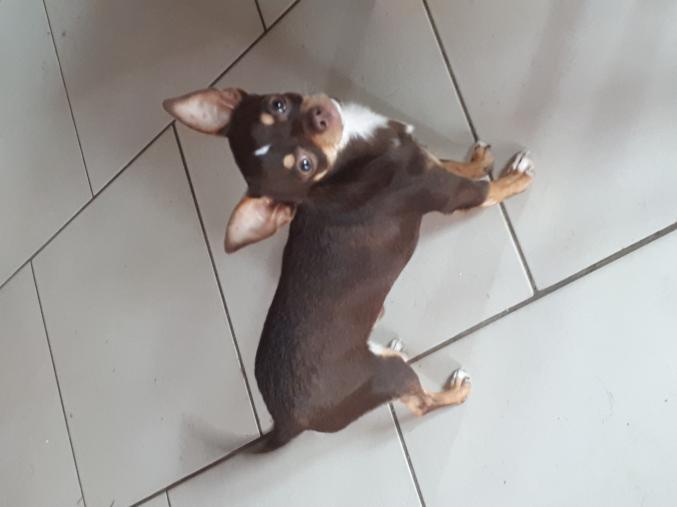 Chihuahua