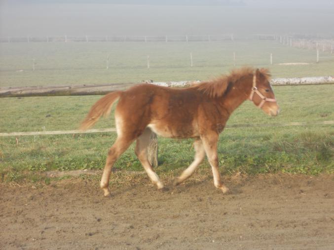 Pouliche Quarter horse x Pfs